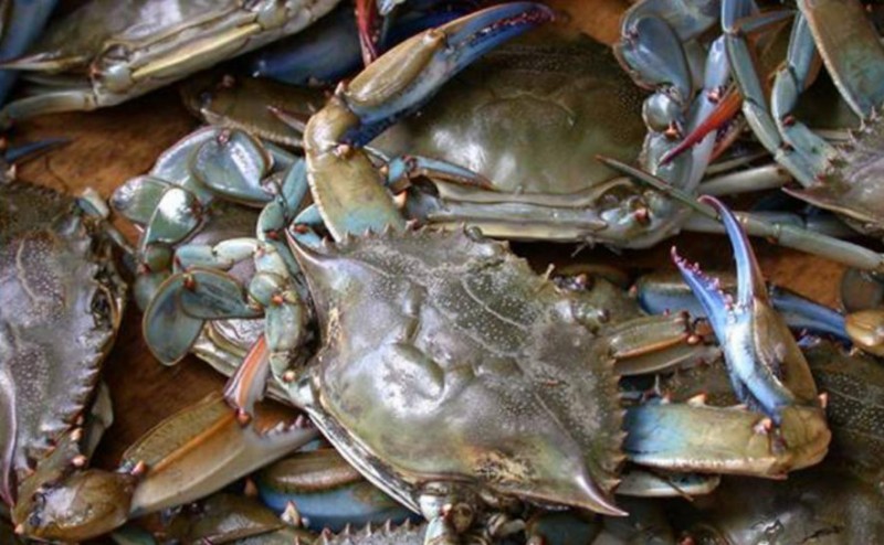 <span style='color:#780948'>ARCHIVED</span> - The Atlantic blue crab is invading the Mar Menor!