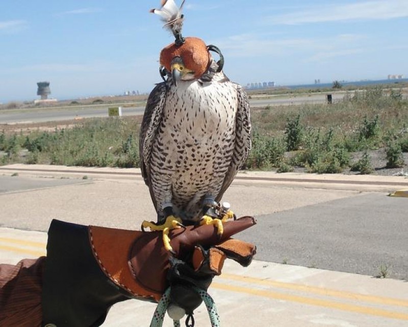 Meteorological services and falconry patrol contracts awarded at Corvera airport