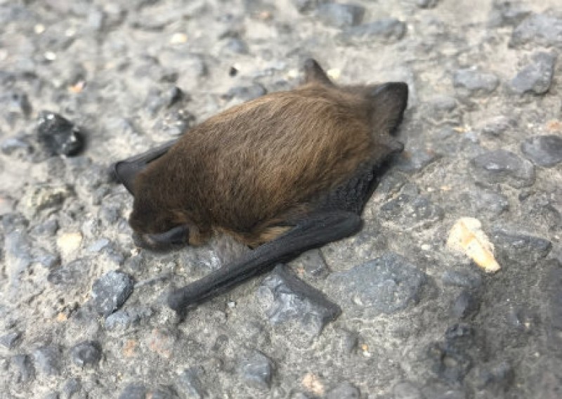 ! Murcia Today archived Two Treated For Rabies After Suffering Bat