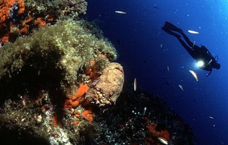 Diving centres and dive schools in Águilas