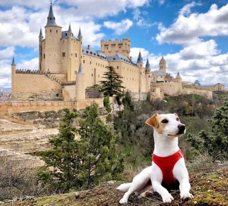 ! Murcia Today - archived - Spain's First Canine Influencer Pipper Puts