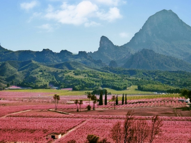 SaborArte gastronomic festival in Cieza 7th to 10th March as the countryside bursts into blossom