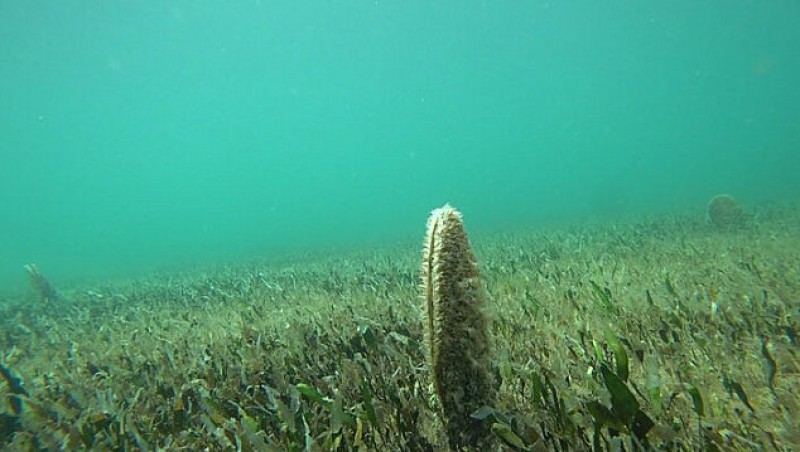 <span style='color:#780948'>ARCHIVED</span> - Colony of 70 giant fan mussels discovered in the Mar Menor