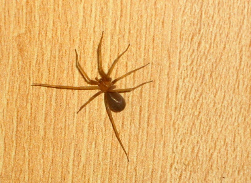 <span style='color:#780948'>ARCHIVED</span> - Alarm over possible a possible bite from a deadly Chilean recluse spider in Alicante