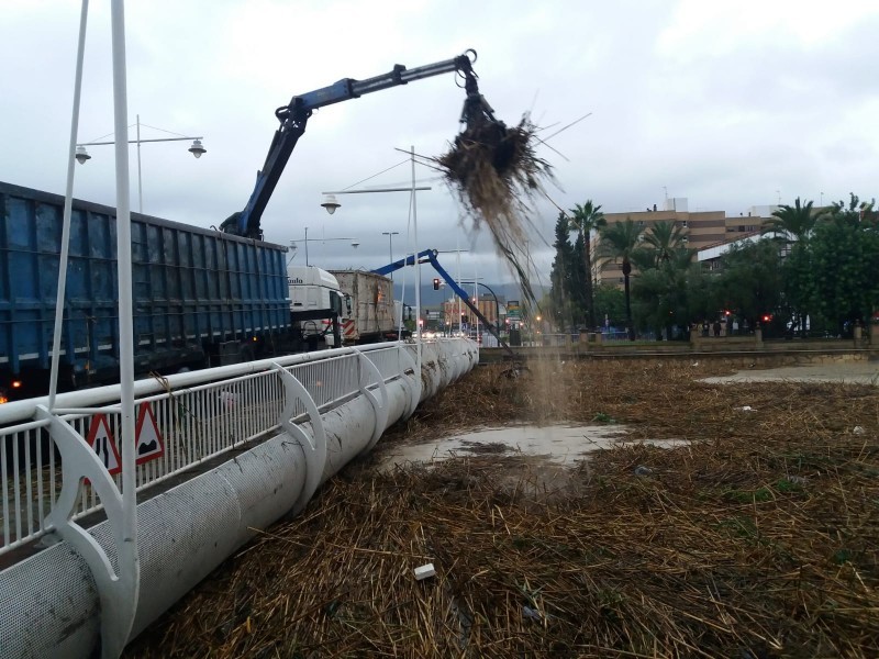 <span style='color:#780948'>ARCHIVED</span> - 200 skip-loads of reeds removed from the Segura will be used as compost in parks