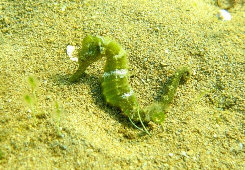 <span style='color:#780948'>ARCHIVED</span> - Hope for the Mar Menor as fishermen report normal catches and live seahorses