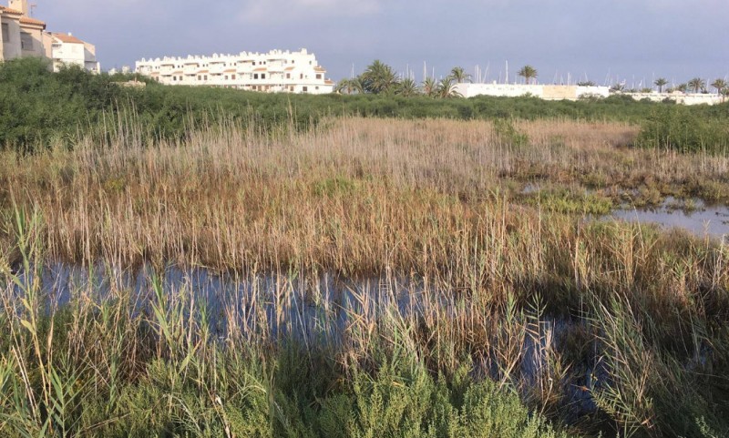 <span style='color:#780948'>ARCHIVED</span> - San Javier Town Hall steps up mosquito spraying in La Manga and close to the Mar Menor
