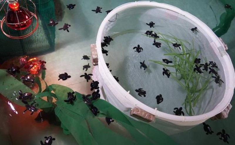 10 baby loggerhead sea turtles born on a Costa Cálida beach relocated to Valencia