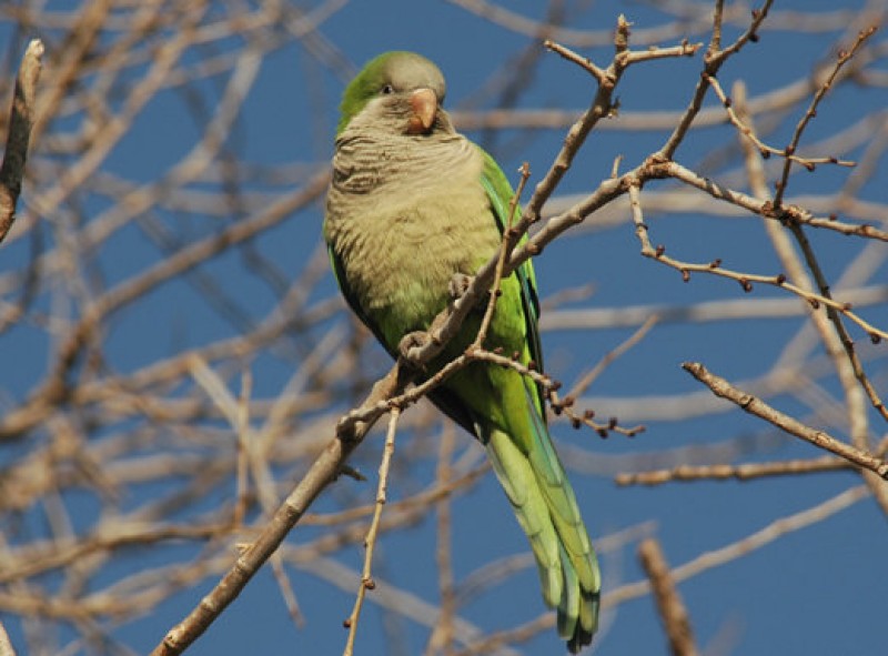 <span style='color:#780948'>ARCHIVED</span> - Madrid declares war on Argentinian monk parakeets