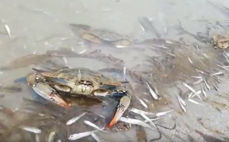 VIDEO: Lack of oxygen kills thousands of fish and shellfish in the Mar Menor