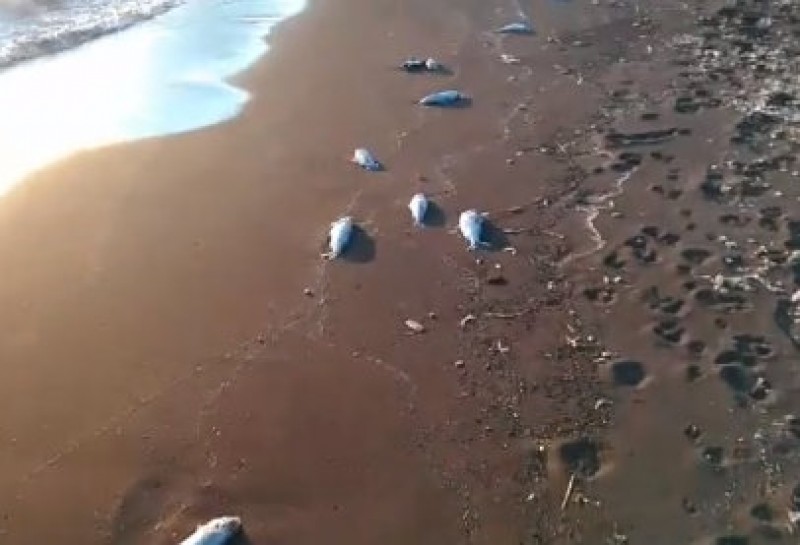 Dozens of dead sea bass on the beach of Portmán