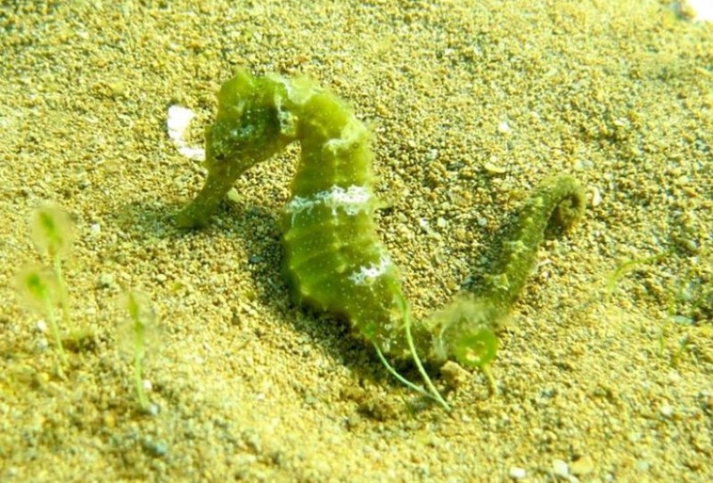 <span style='color:#780948'>ARCHIVED</span> - Aquarium arks for seahorses and fan mussels facing possible extinction in the Mar Menor