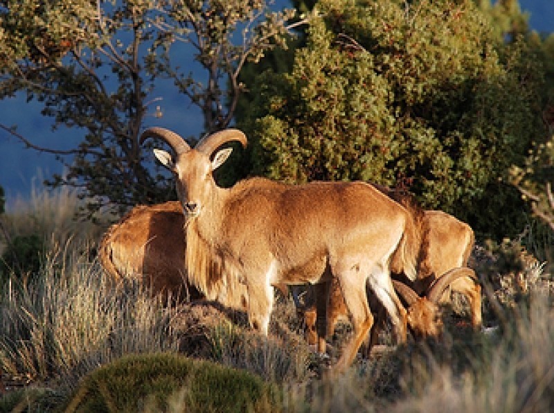 Murcia asks for the barbary sheep to removed from the list of invasive species
