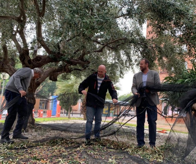 <span style='color:#780948'>ARCHIVED</span> - Olives collected in Murcia parks to provide 8,000 litres of oil for charities