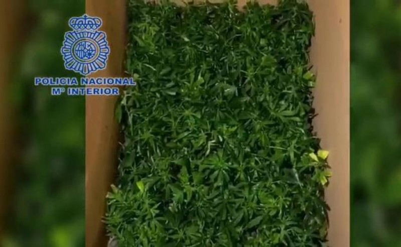 <span style='color:#780948'>ARCHIVED</span> - Two arrested while driving in Murcia with 600 marijuana plants in the back of a van