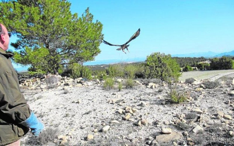 Parts of Sierra Espuña closed to the public for 6 months to protect golden eagles