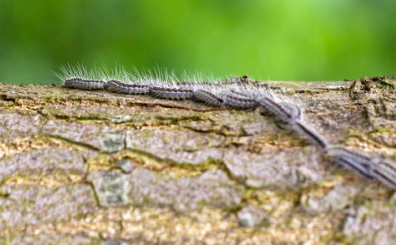 <span style='color:#780948'>ARCHIVED</span> - Pet owners beware as the pine processionary caterpillar season begins in Murcia
