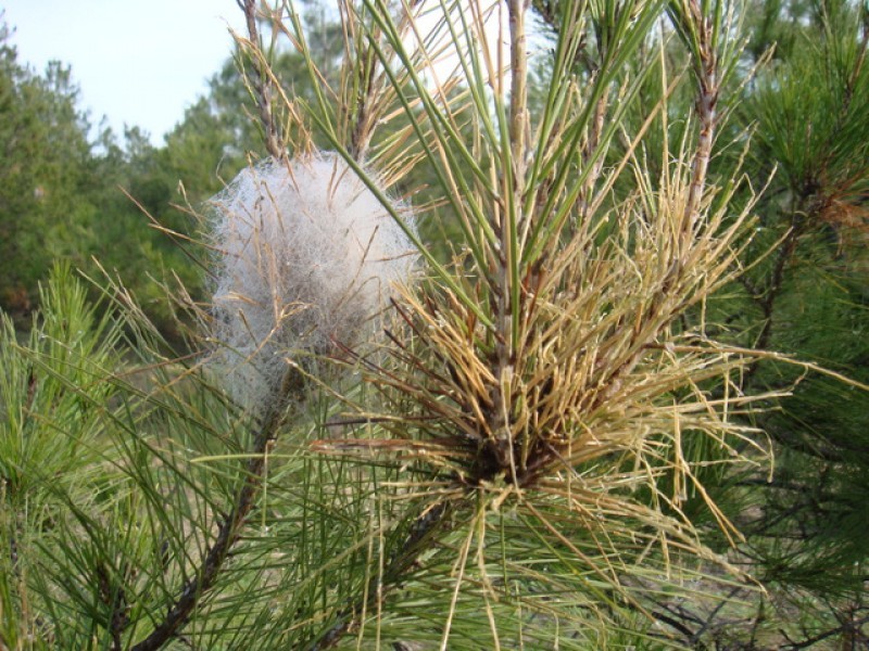 <span style='color:#780948'>ARCHIVED</span> - Pet owners beware as the pine processionary caterpillar season begins in Murcia