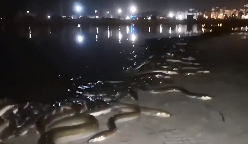 Mar Menor fishermen call an end to the eel season after surprise bumper December catch