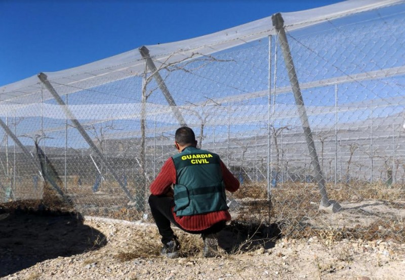 <span style='color:#780948'>ARCHIVED</span> - Grape thieves arrested after rural thefts in and around Totana