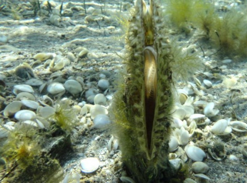 Giant fan mussels under threat in the Mar Menor as salinity falls