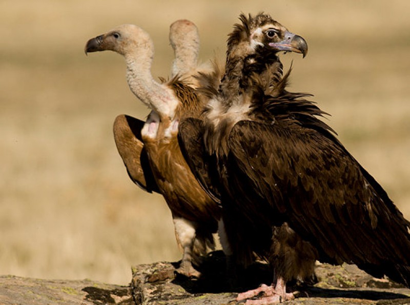 Black vultures nesting in Murcia for the first time in over a century