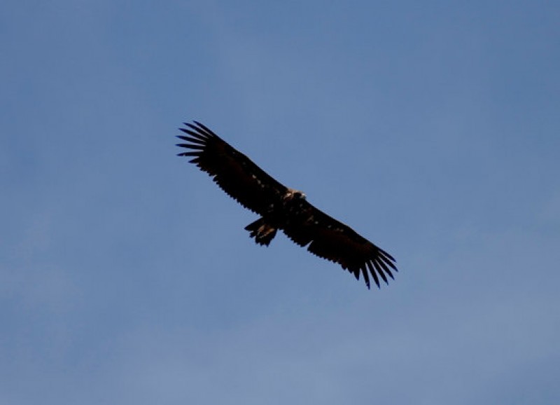 Black vultures nesting in Murcia for the first time in over a century