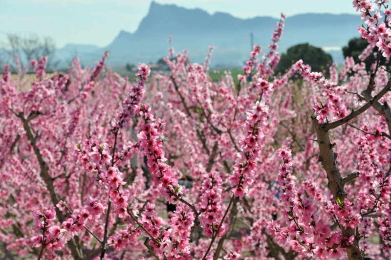 <span style='color:#780948'>ARCHIVED</span> - Guided walks, rafting, train tours and other activities in Cieza for La Floración 2020