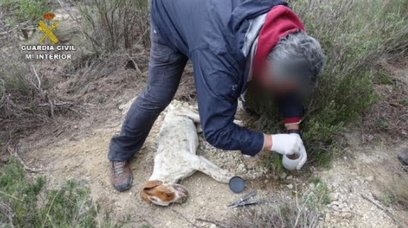 <span style='color:#780948'>ARCHIVED</span> - 28 under investigation across Spain for using poisoned bait and illegal hunting traps
