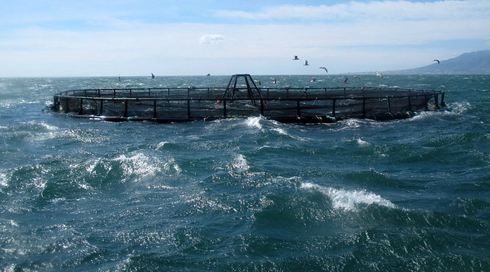Fishermen call for fish farming rethink after winter storms destroy enclosures