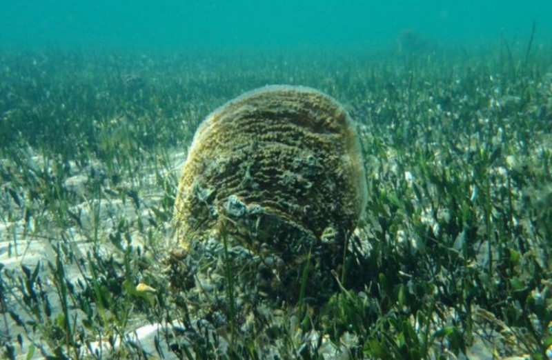 Vandals threaten the few remaining giant fan mussels in the Mar Menor