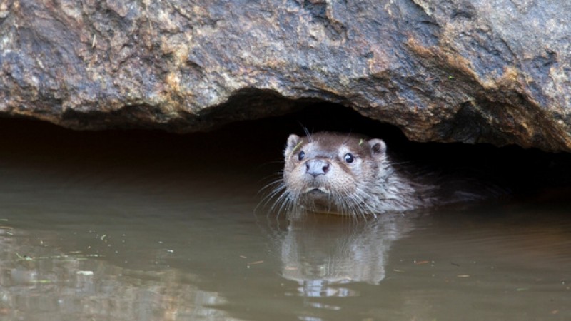 Otters thriving on the banks of the River Segura in and around Murcia