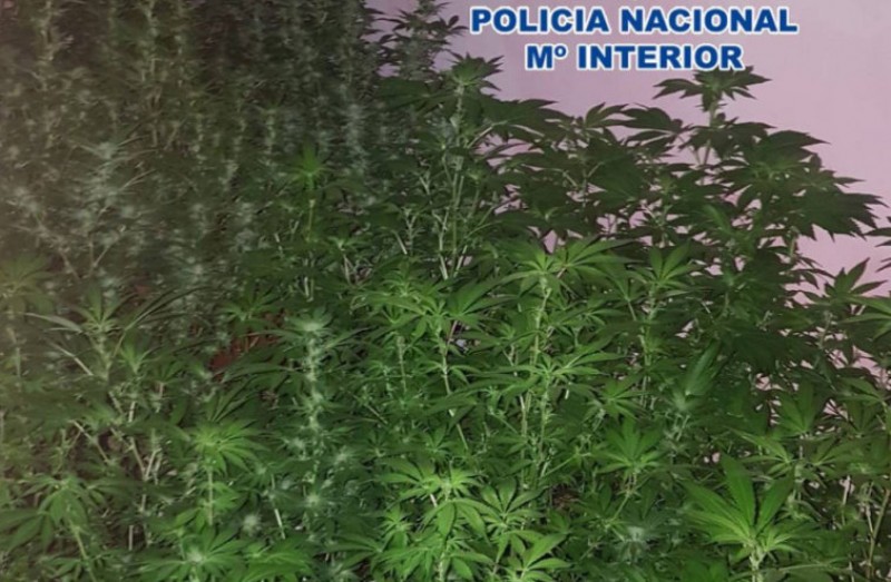 <span style='color:#780948'>ARCHIVED</span> - Cartagena man arrested for growing 169 marijuana plants in his home