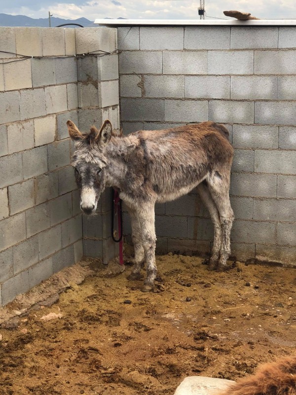 <span style='color:#780948'>ARCHIVED</span> - Andrea still has 87 donkeys and 37 dogs to feed as lockdown is extended....can you help