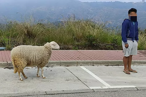 <span style='color:#780948'>ARCHIVED</span> - Coronavirus lockdown breaker detained for walking an undocumented sheep in Marbella