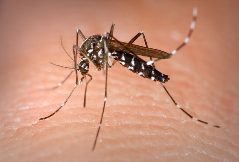 <span style='color:#780948'>ARCHIVED</span> - Murcian town halls step up spraying against the tiger mosquito