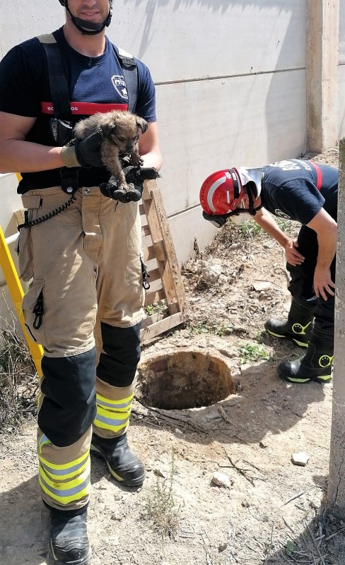 <span style='color:#780948'>ARCHIVED</span> - Firemen rescue puppies from a well in Lorca