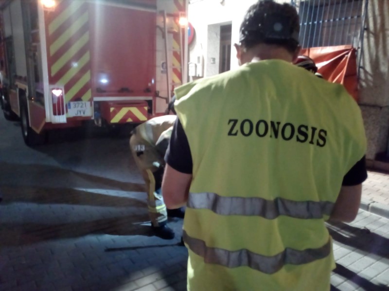 <span style='color:#780948'>ARCHIVED</span> - Firemen called in to cut stray cat out of a water pipe in Murcia