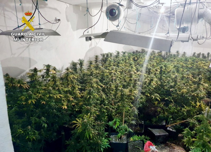 <span style='color:#780948'>ARCHIVED</span> - 350 marijuana plants uncovered in Roldán garage plantation