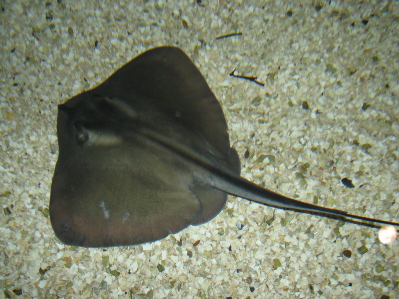 <span style='color:#780948'>ARCHIVED</span> - Stingray sightings off the Mazarrón and Cartagena coastline