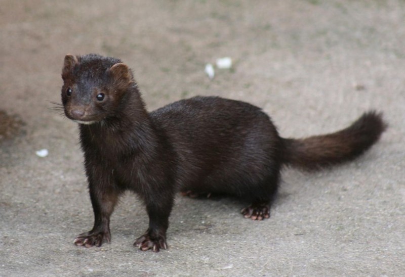 <span style='color:#780948'>ARCHIVED</span> - Aragonese Government orders slaughter of 92,700 minks following Covid-positive tests