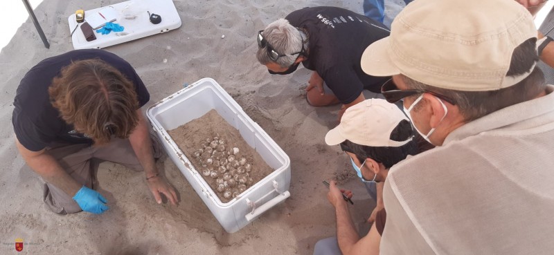 <span style='color:#780948'>ARCHIVED</span> - Excitement as 100 turtle eggs are laid on the beach in la Manga del Mar Menor
