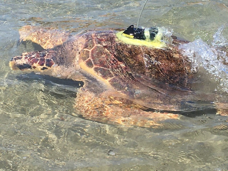<span style='color:#780948'>ARCHIVED</span> - 3,000 kilometre journey of the Colomera turtle from Valencia to the Greek Islands
