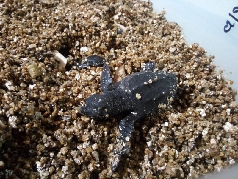 <span style='color:#780948'>ARCHIVED</span> - 10 loggerhead turtles from the Es Cavallet nest hatch in Ibiza