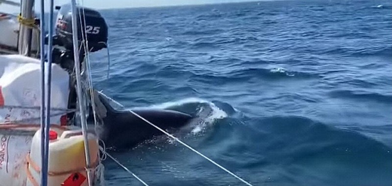 <span style='color:#780948'>ARCHIVED</span> - Orcas continue to attack boats on the Galician coastline