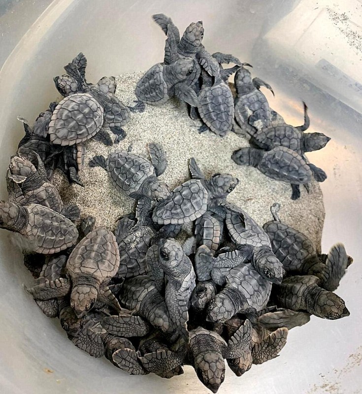 <span style='color:#780948'>ARCHIVED</span> - 43 loggerhead turtle hatchlings emerge from the nest located in La Manga
