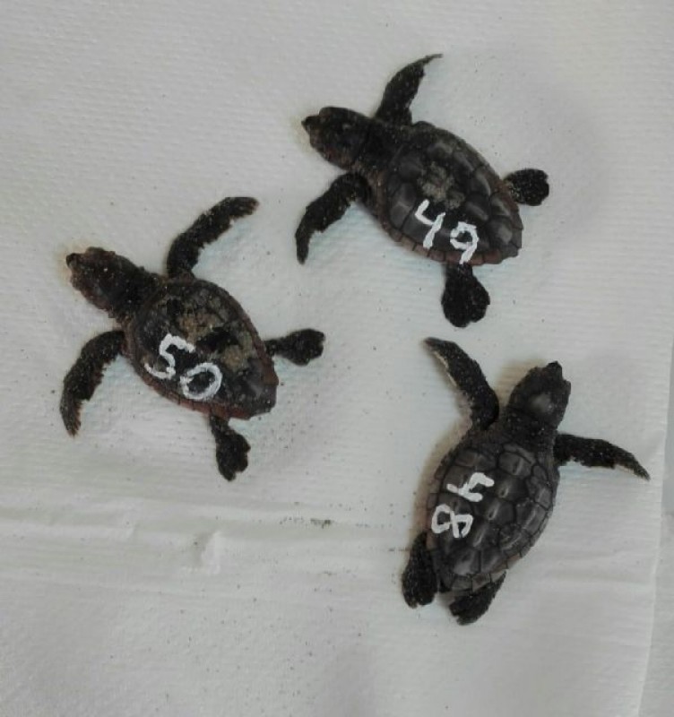 <span style='color:#780948'>ARCHIVED</span> - La Manga loggerhead turtle nest cleared following hatching of three final turtles