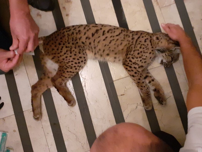 <span style='color:#780948'>ARCHIVED</span> - Unchipped Iberian Lynx caught in the middle of Huelva town