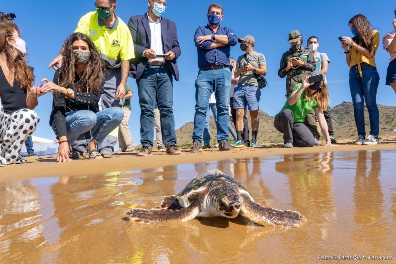 <span style='color:#780948'>ARCHIVED</span> - Ten of the first turtles to be born in Murcia region for 100 years released on Monday