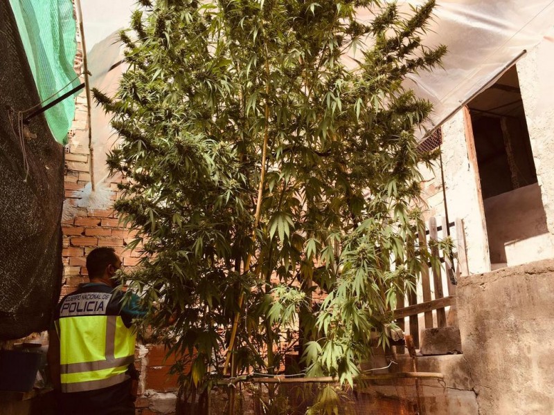 <span style='color:#780948'>ARCHIVED</span> - 5 metre high mega marijuana plant confiscated in Molina de Segura